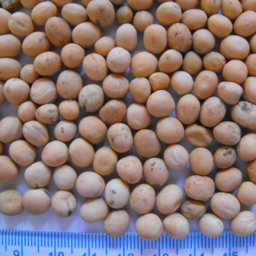 Yellow peas