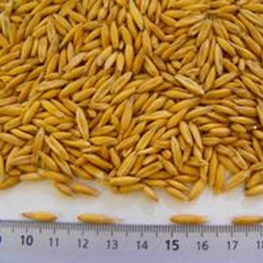 Oats
